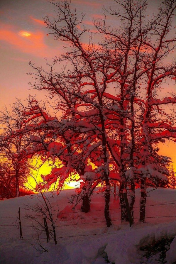 закат в зимнем лесу