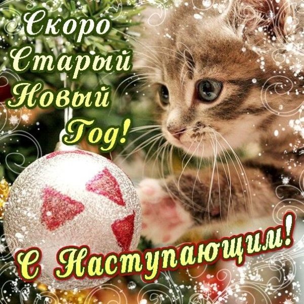 новогодняя кошечка