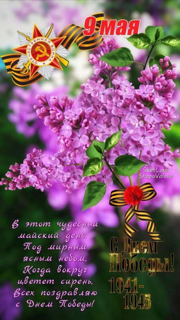 сирень победы