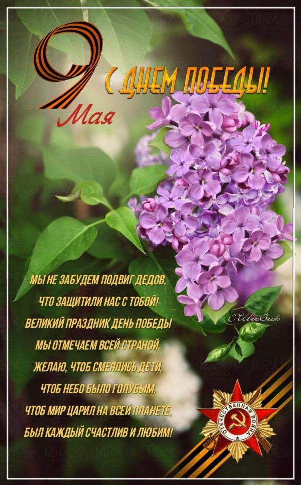 сирень день победы