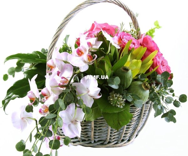 орхидея дендробиум букет