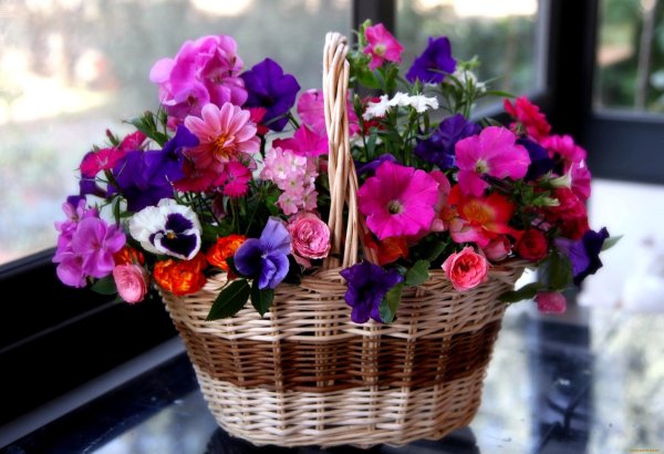 петуния букетная