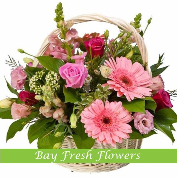 розовая гербера