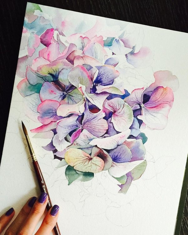 гортензия скетчинг