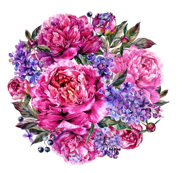 пион рисунок