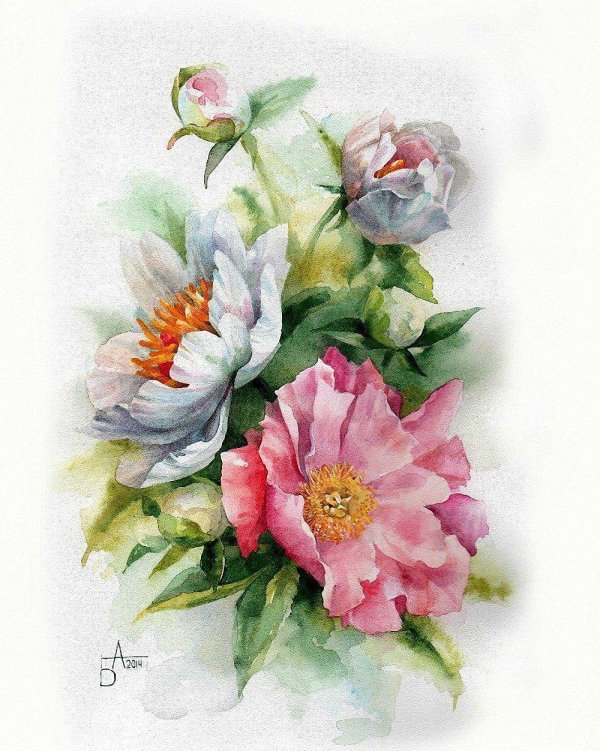 энн мортимер акварель