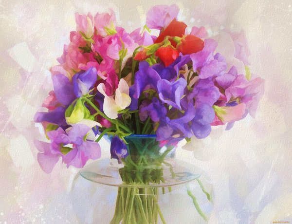 горошек душистый