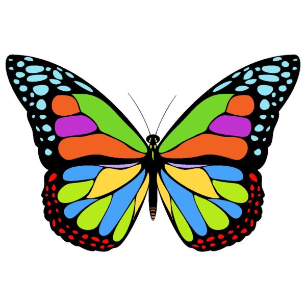 радужные бабочки