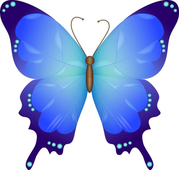бабочка синий