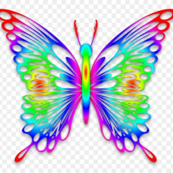 радужные бабочки