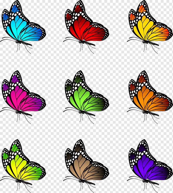 векторное изображение бабочки