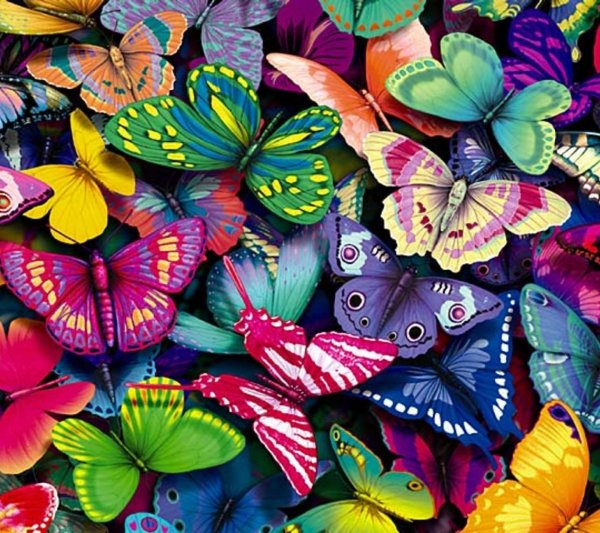 бабочки много