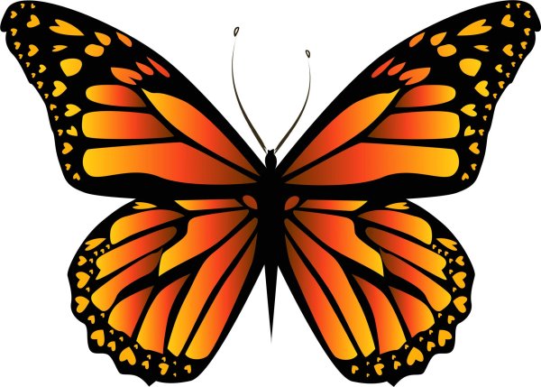 бабочка желтая