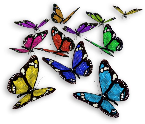 бабочки разноцветные