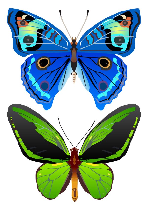 клипарт бабочка
