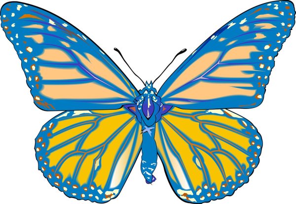 бабочка монарх