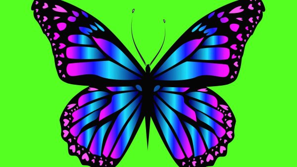 бабочка фиолетовая