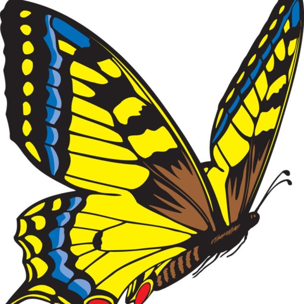 бабочка махаон