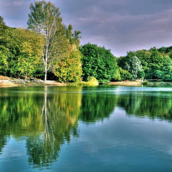 заставка лес и озеро