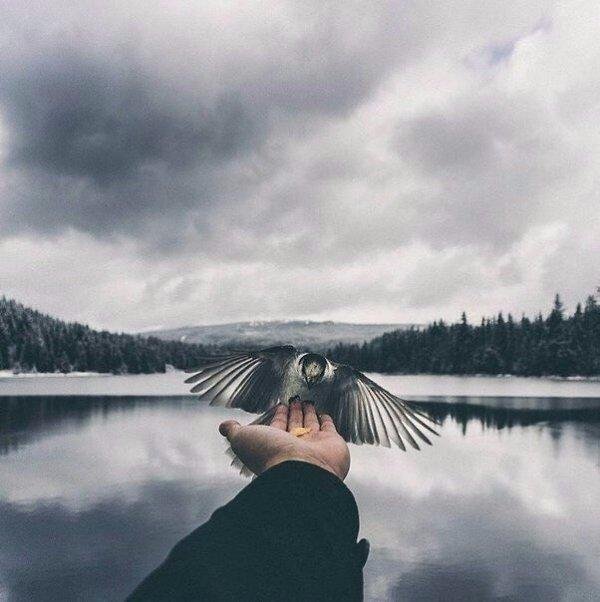 красивая птица