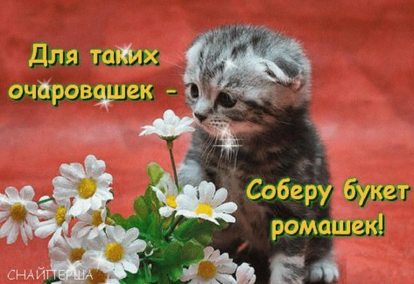 котенок среди ромашек