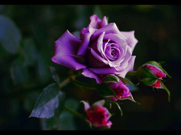фиолетовая роза