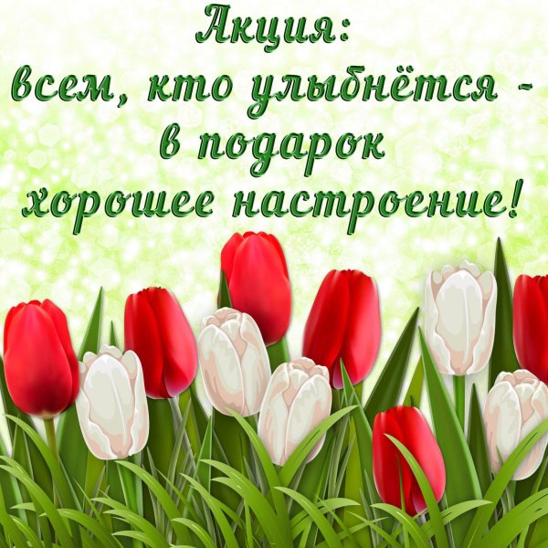 тюльпан красный