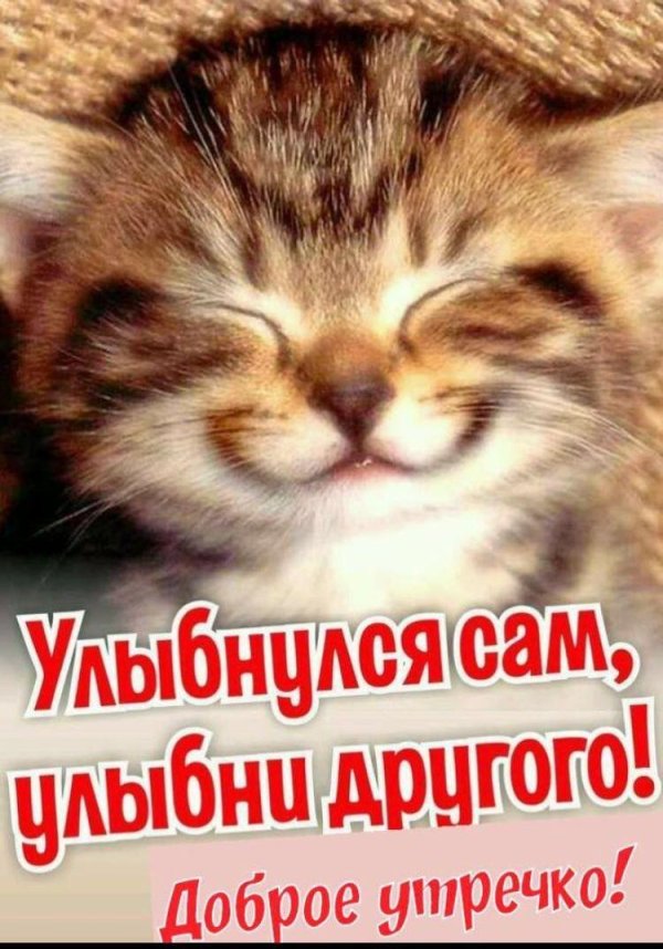 улыбающиеся кот