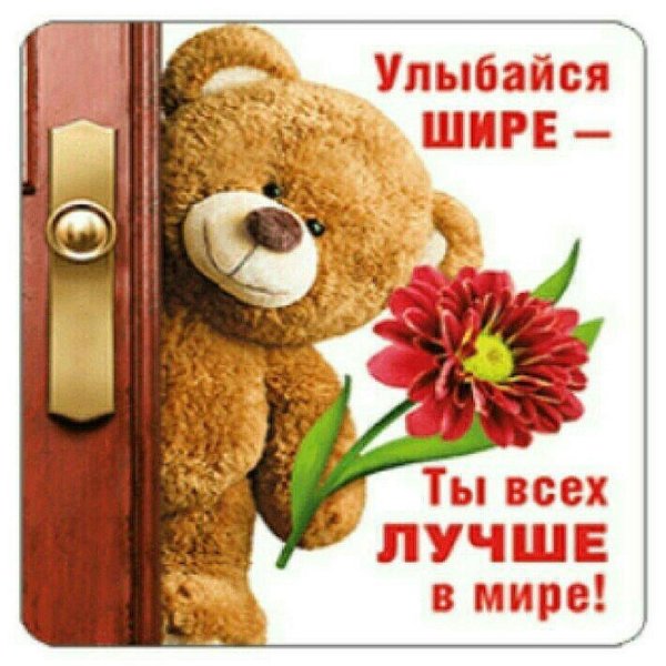 красивые мишки