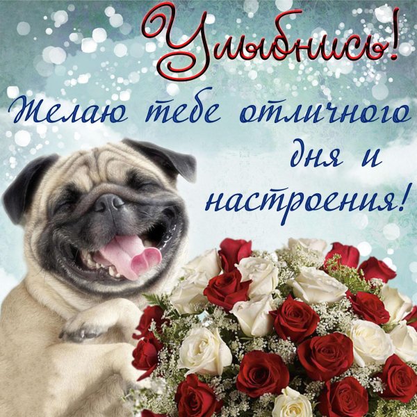 мопс смешной