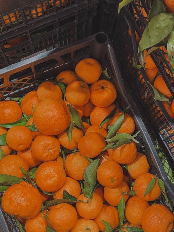 сорт мандаринов клементина