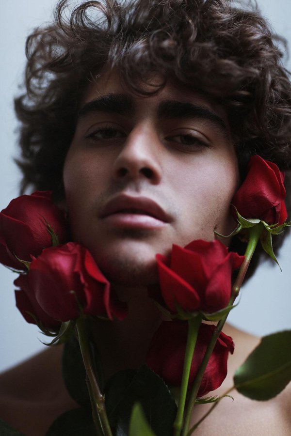 красивая роза