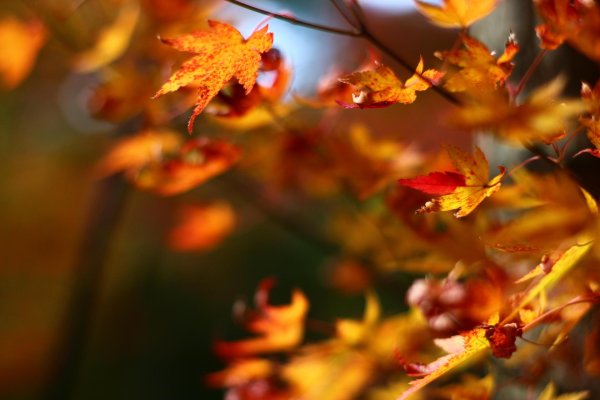 осенний фон размытый