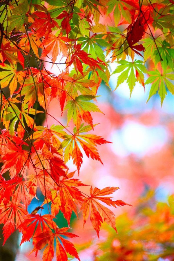 осенние фоны