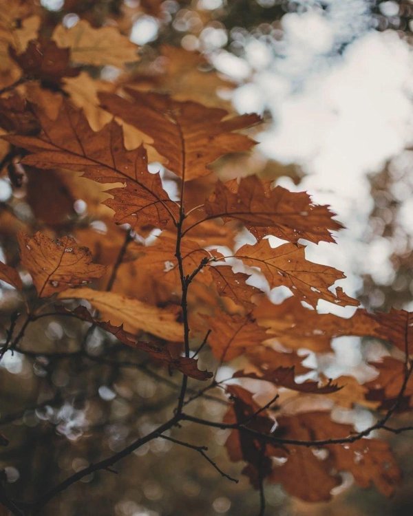 дуб черешчатый осенью лист