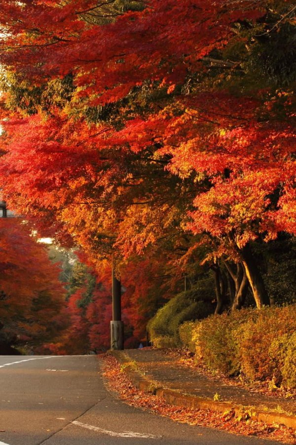 красный клен япония момидзи