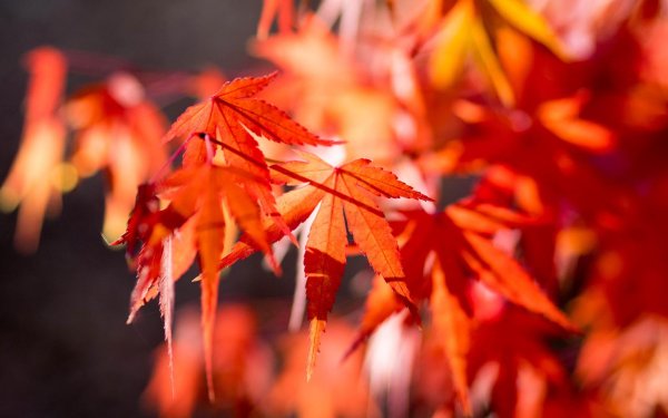 клен момидзи