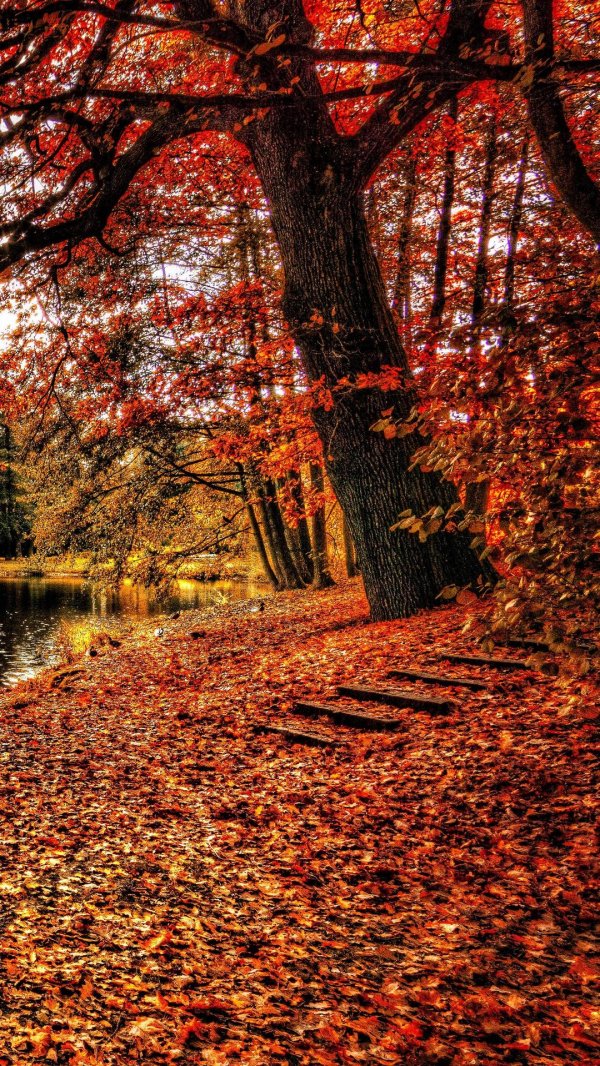 фотографии осени красивые