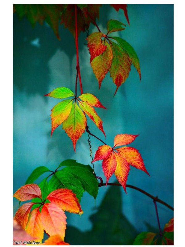 девичий виноград пятилисточковый