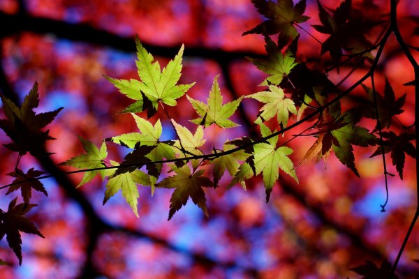 японские клены