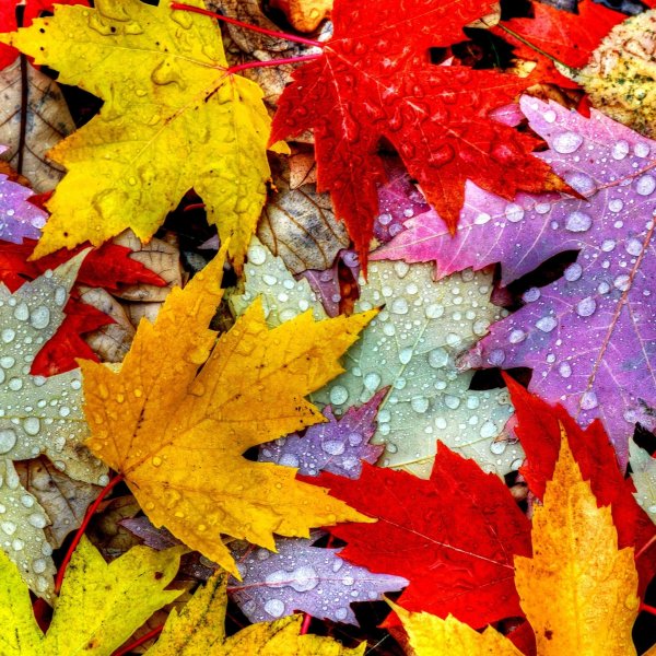разноцветные листья