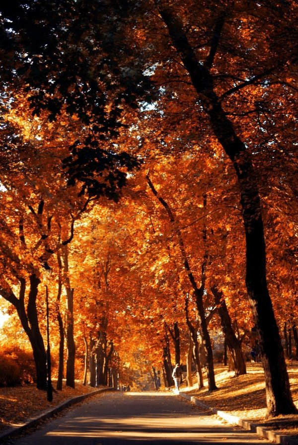 осенний парк