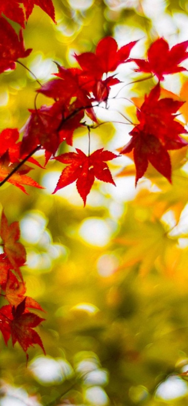 японский клен listik