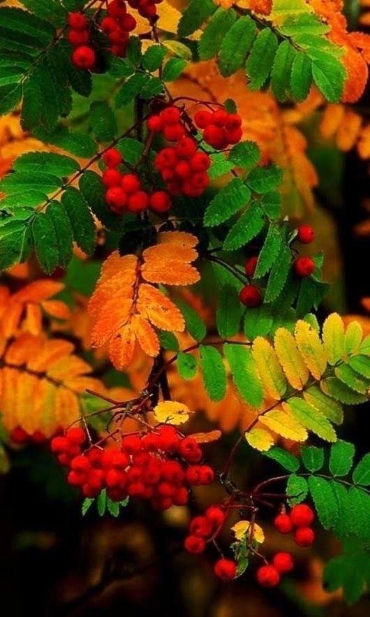 рябина осенью