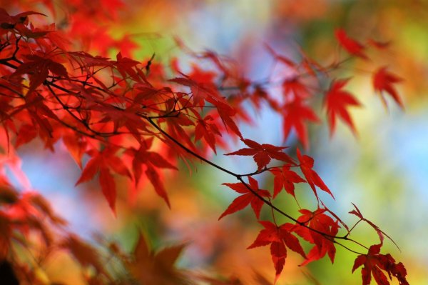 красный японский клен