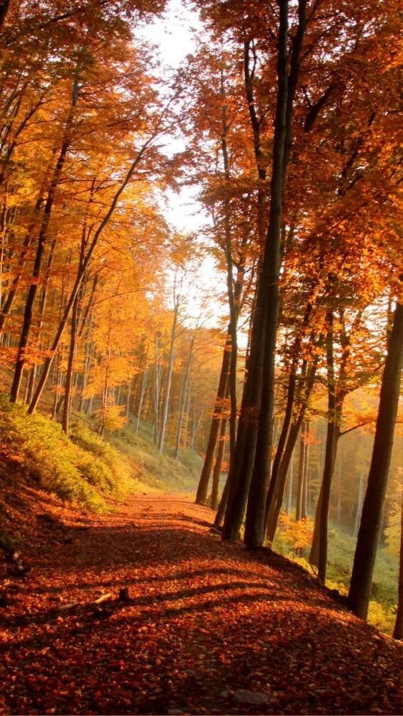 природа осенняя