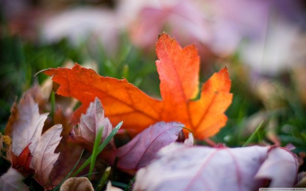 цветок осенний