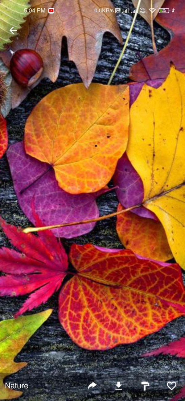 цвета осенних листьев