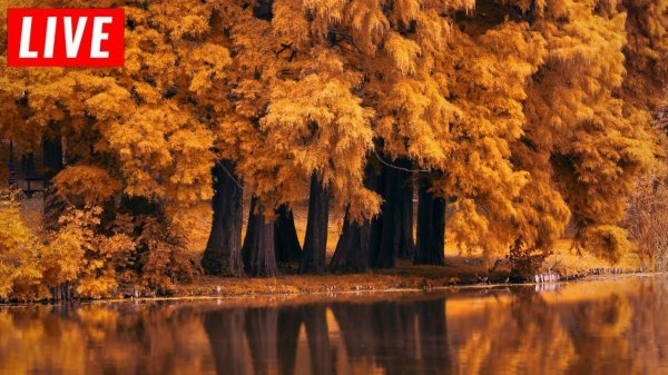 дерево осеннее