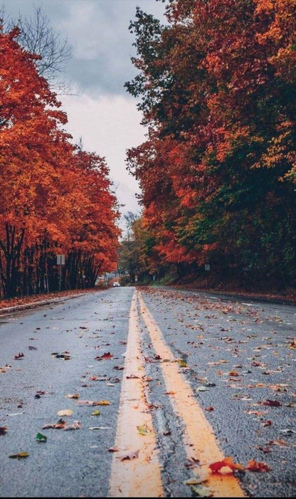 осенняя дорога